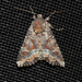 Yellow-headed Cutworm Moth - Photo (c) Cullen Hanks, some rights reserved (CC BY-NC), uploaded by Cullen Hanks