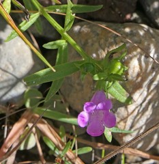 Agalinis neoscotica