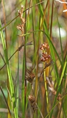 Cladium mariscoides