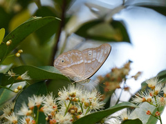 Eulaceura osteria