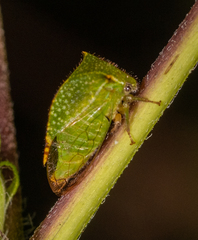 Hadrophallus bubalus