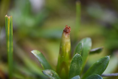 Chevreulia sarmentosa