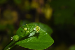 Ranunculus bonariensis