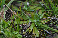 Chevreulia sarmentosa