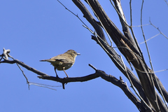 Cincloramphus mathewsi