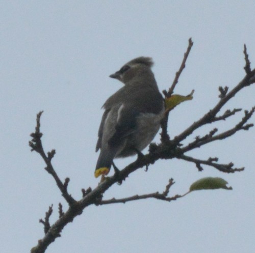 Cedar Waxwing photographed in Oregon