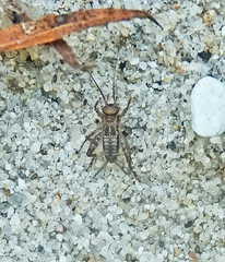 Neonemobius mormonius