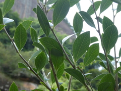 Vaccinium bracteatum, photograph Aaron Liston, CC BY, iNaturalist via GBIF