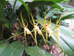 Brassia caudata