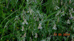 Vicia pannonica