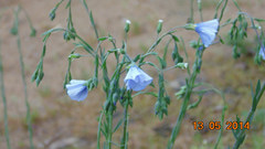 Linum perenne