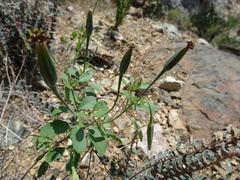 Porophyllum ruderale