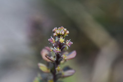 Lepidium auriculatum