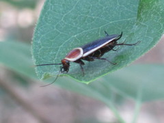 Pseudomops septentrionalis
