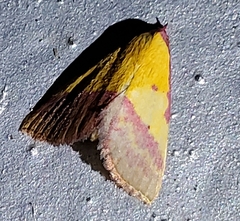 Phytometra rhodarialis