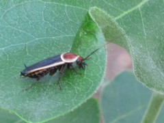 Pseudomops septentrionalis
