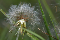 Chevreulia sarmentosa