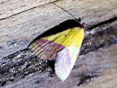 Phytometra rhodarialis