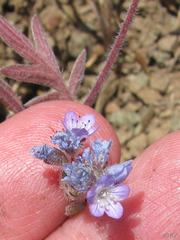 Phacelia breweri