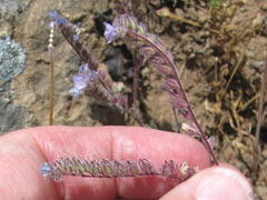 Phacelia breweri