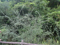 Osteomeles subrotunda