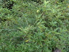 Pittosporum fulvipilosum
