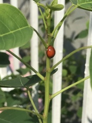 Chilocorus circumdatus