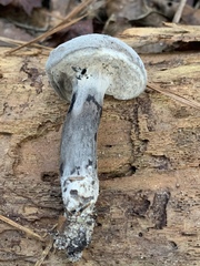 Hypomyces completus