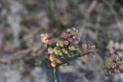 Lepidium auriculatum