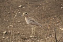 Burhinus superciliaris