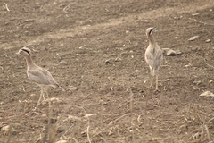 Burhinus superciliaris