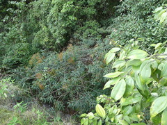 Fraxinus chinensis