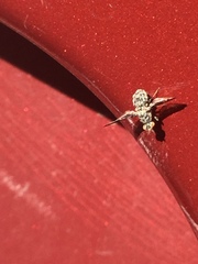 Callopistromyia strigula