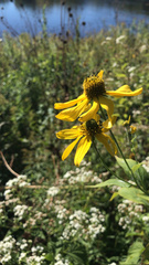 Rudbeckia laciniata