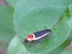 Pseudomops septentrionalis