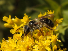 Cnemidandrena