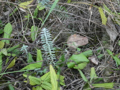 Monochasma savatieri