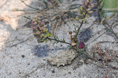 Lepidium auriculatum