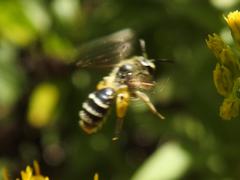 Cnemidandrena