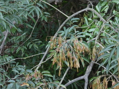 Fraxinus chinensis
