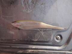 Sternopygidae