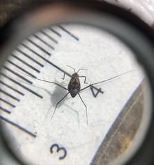 Trepobates pictus