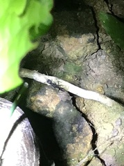 Harpegnathos venator