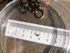 Trepobates pictus