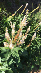 Veronicastrum virginicum