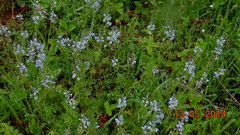 Veronica austriaca