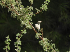 Vireo bellii pusillus