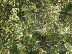 Vireo bellii pusillus