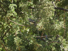Vireo bellii pusillus