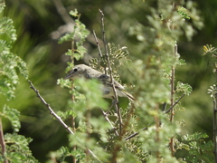Vireo bellii pusillus